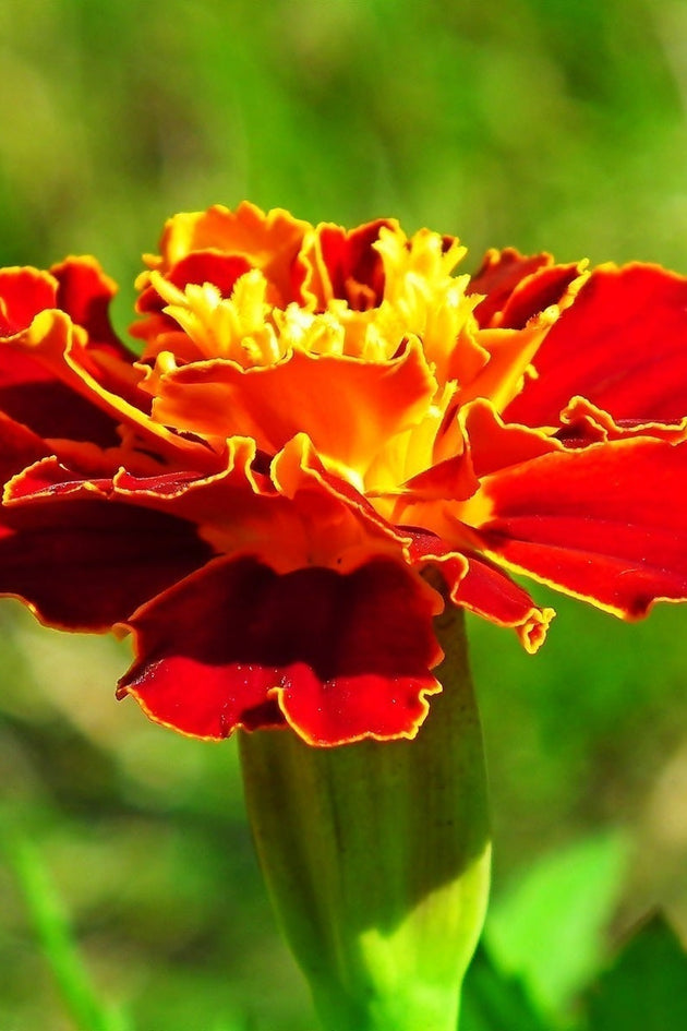 Tagetes-Afrikaantjes_kennisbank