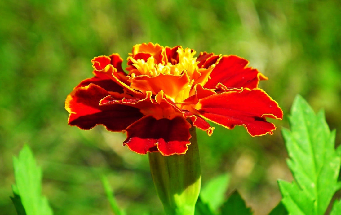 Tagetes-Afrikaantjes_kennisbank
