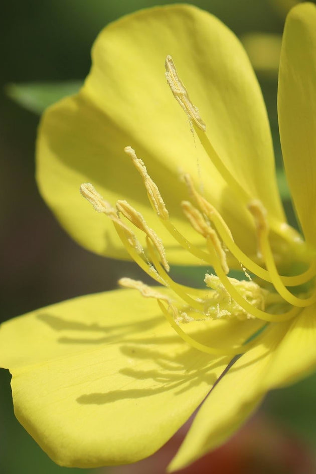 Teunisbloem - Oenothera lamarckiana