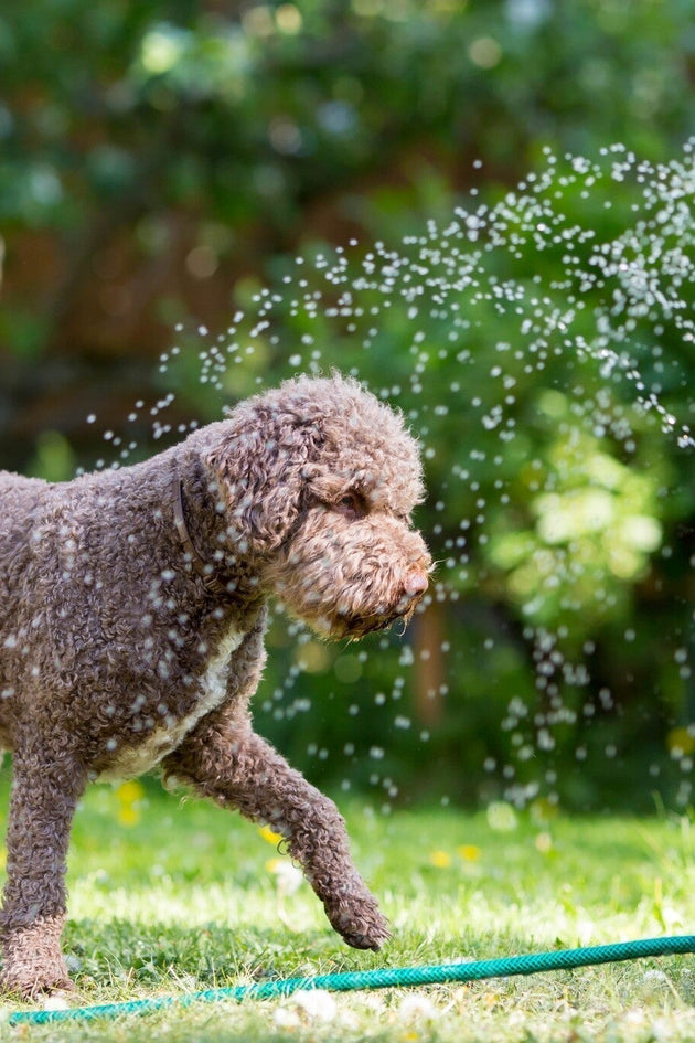 Tuinkalender augustus