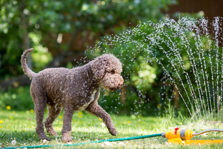 Tuinkalender augustus: Geniet van een ‘staycation’ in je tuin!