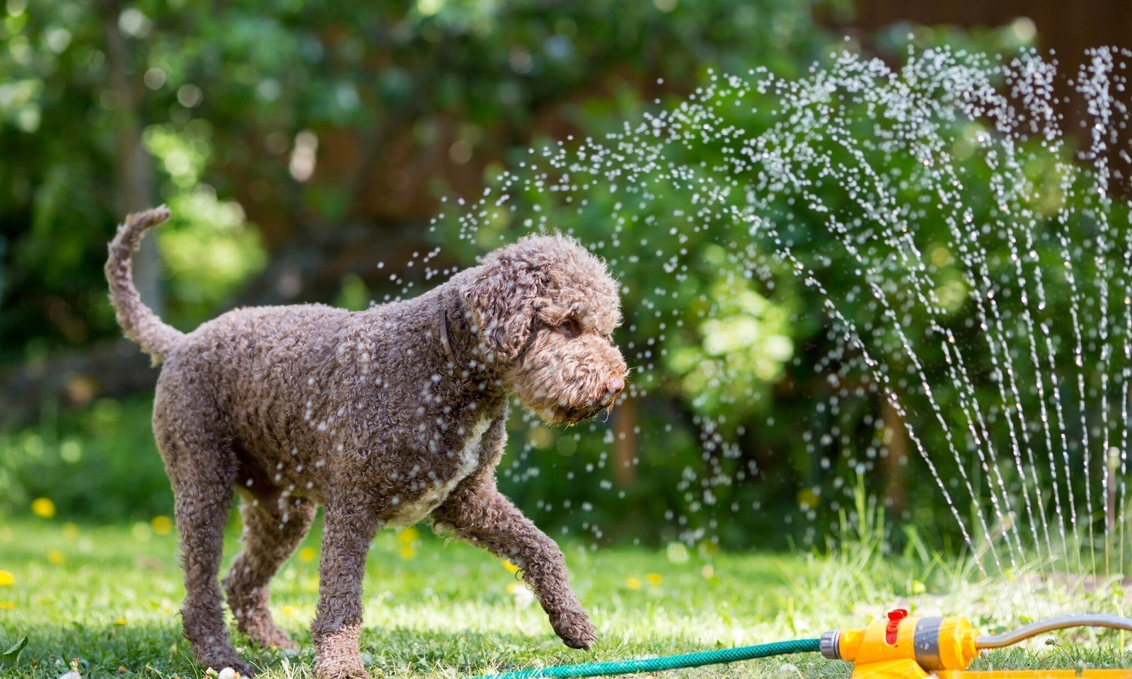 Tuinkalender augustus: Geniet van een ‘staycation’ in je tuin!