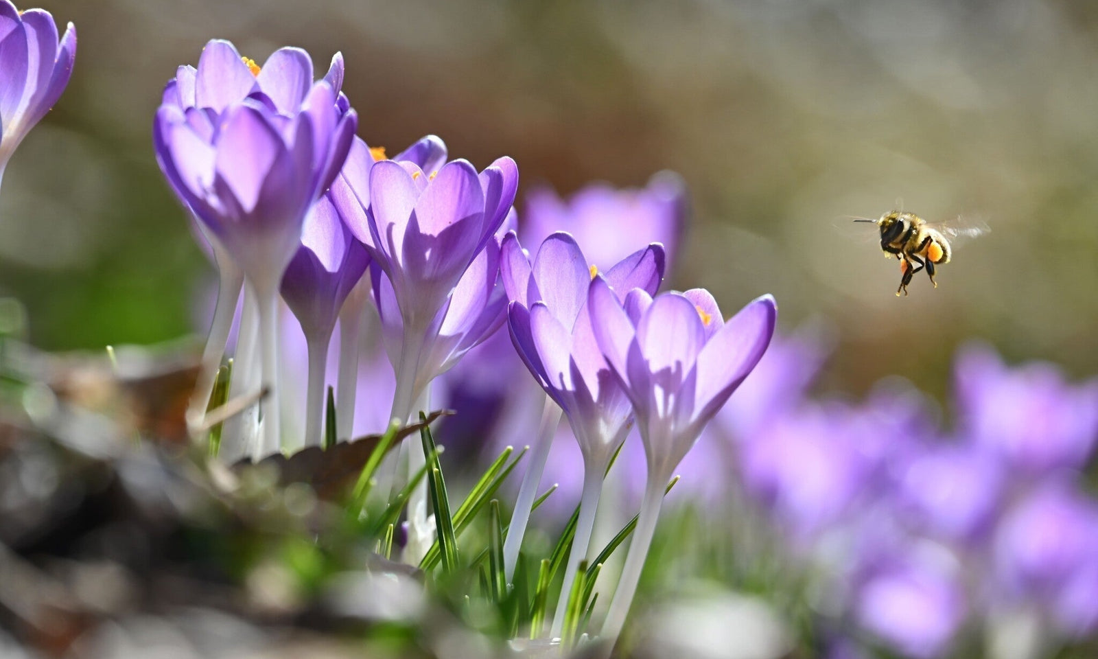Tuinkalender maart: De start van het tuinseizoen!