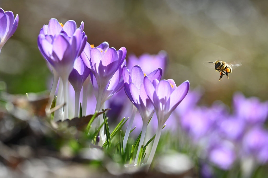 Tuinkalender maart