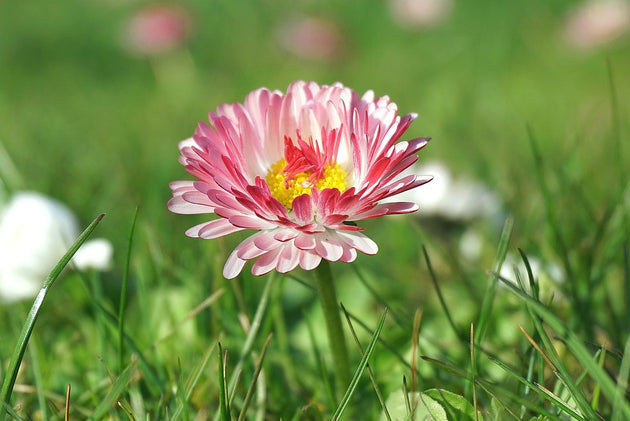 veldbloemen-zaaien-hoe-moet-dat
