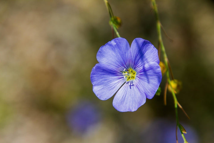 Vlas - Linum