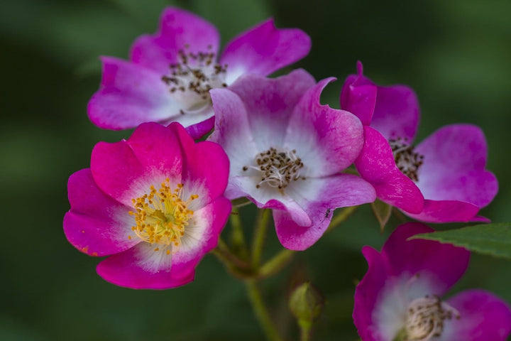Wanneer kan ik veldbloemen zaaien?