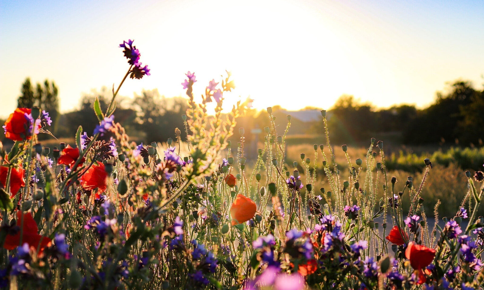Wat is een bloemenweide?