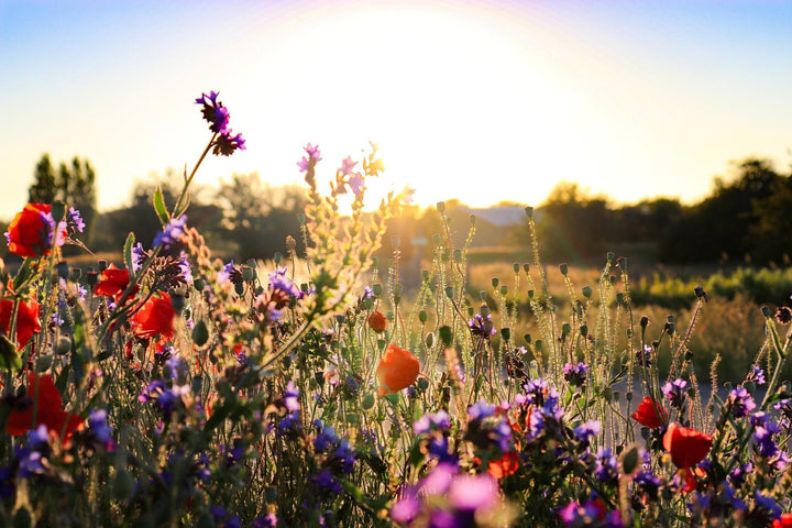 Wat is een bloemenweide?