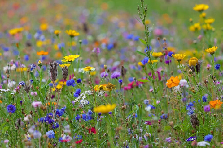 Welke grondsoorten zijn geschikt voor veldbloemen?