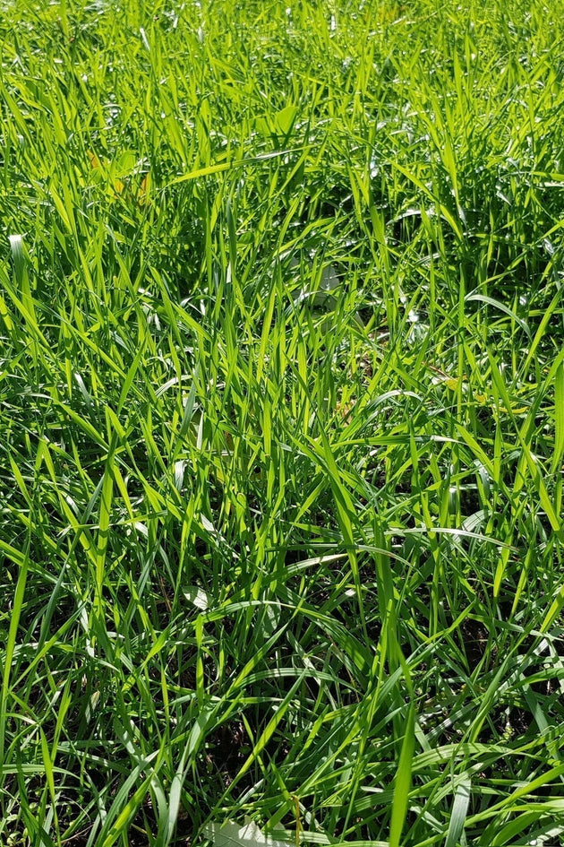 Westerwolds raaigras kopie