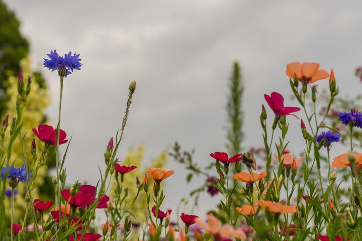 Wilde bloemen zaaien in het najaar