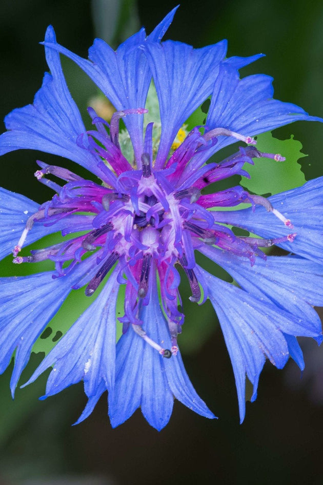 Wilde-korenbloem-Centaurea