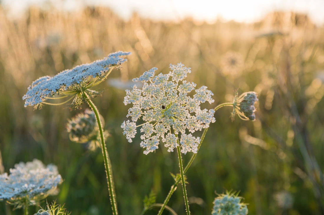 Wilde peen daucus carota