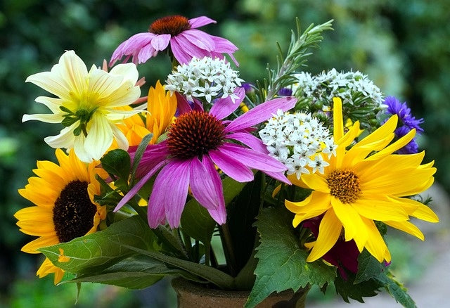 Zomerbloemen: alle ins en outs