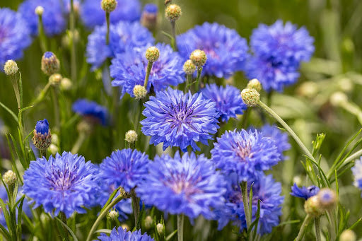 bloemen-zaaien-oktober