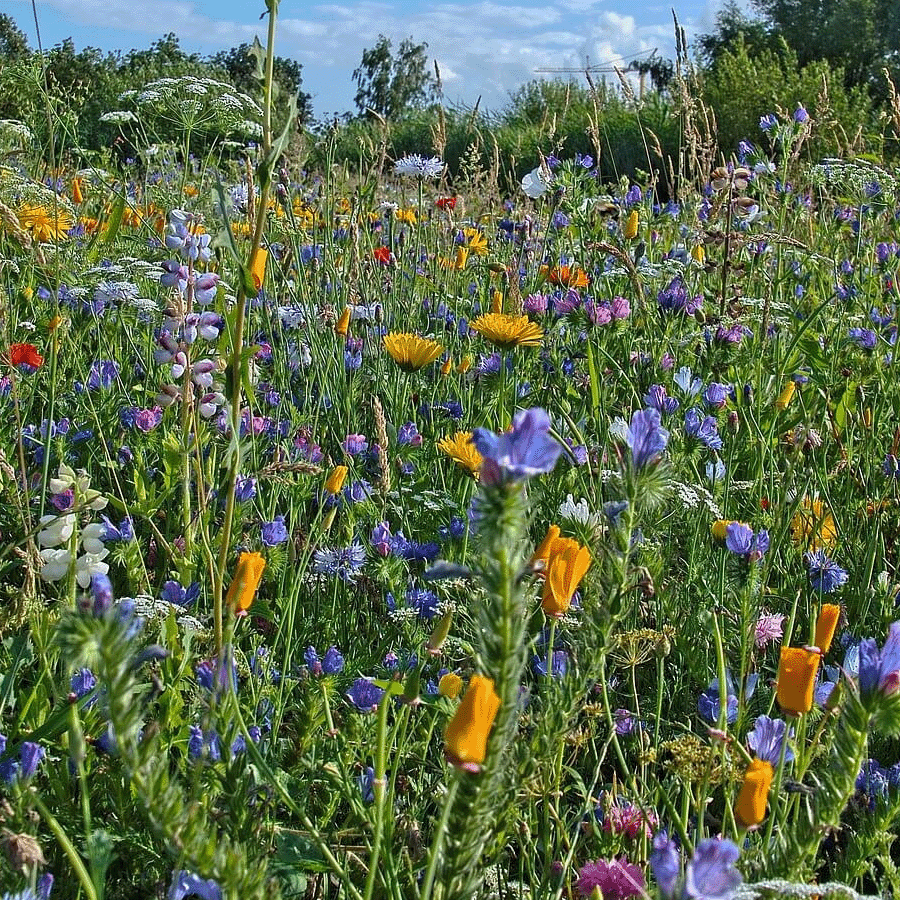 B1 - Ruderaal bloemenmengsel