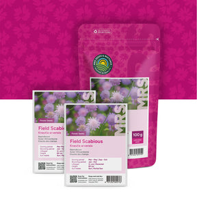Beemdkroon – Knautia arvensis