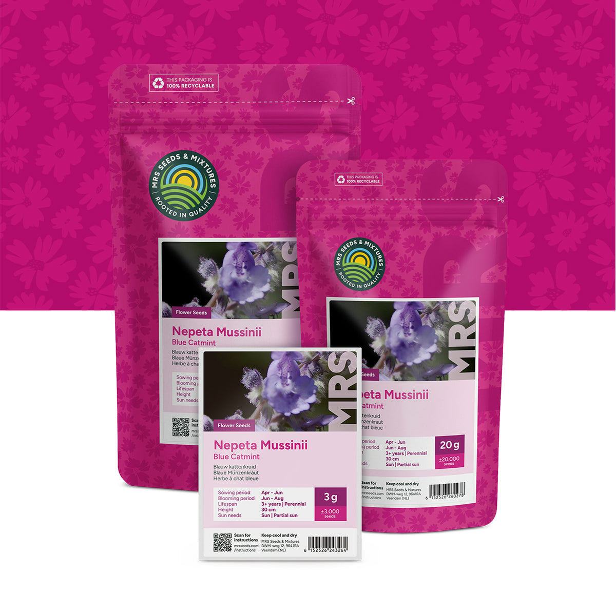 Blauw Kattenkruid – Nepeta mussinii