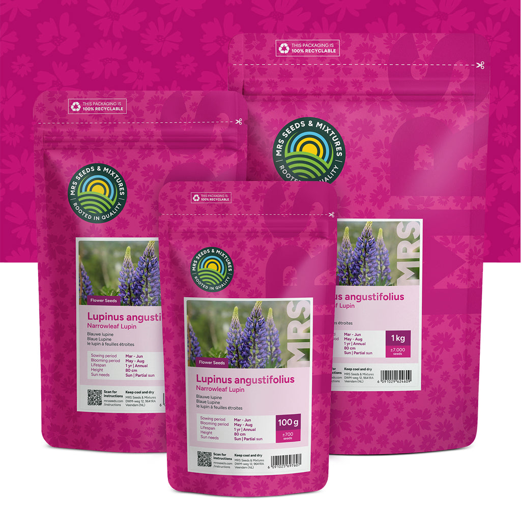 Blauwe Lupine – Lupinus angustifolius
