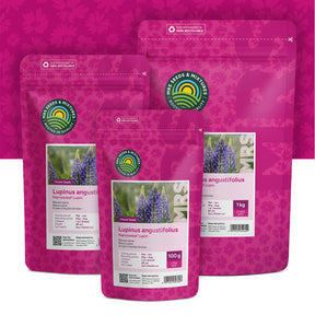 Blauwe Lupine – Lupinus angustifolius