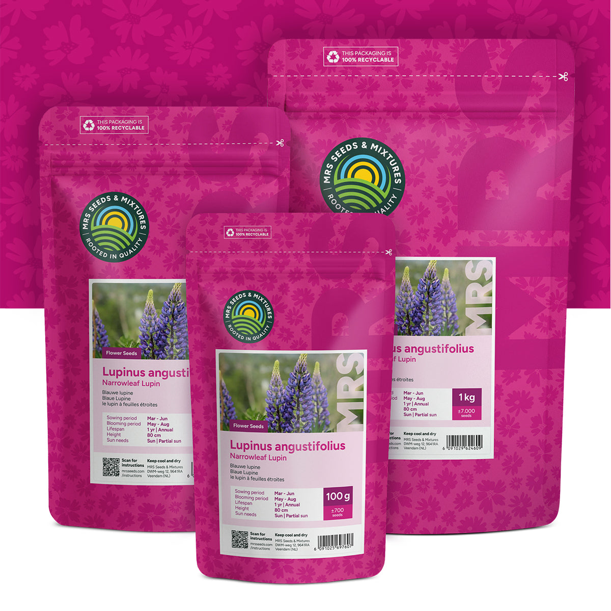 Blauwe Lupine – Lupinus angustifolius