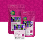 Bonte Salie – Salvia horminum