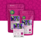 Bonte Salie – Salvia horminum