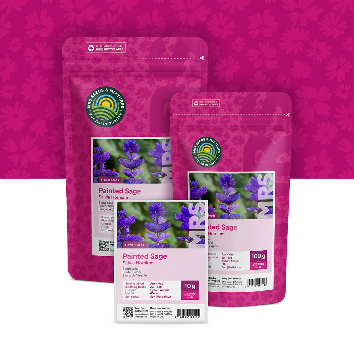 Bonte Salie – Salvia horminum