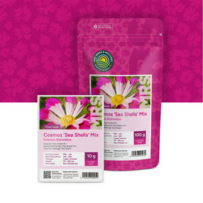 Cosmea – Cosmos 'Sea Shells' mix