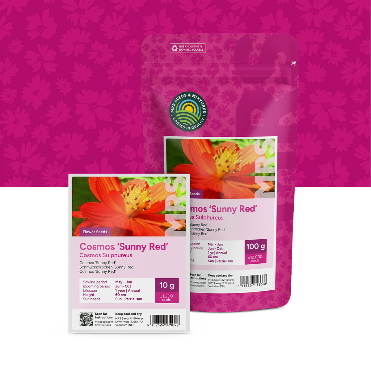 Cosmea – Cosmos sulphureus ‘Sunny Red’