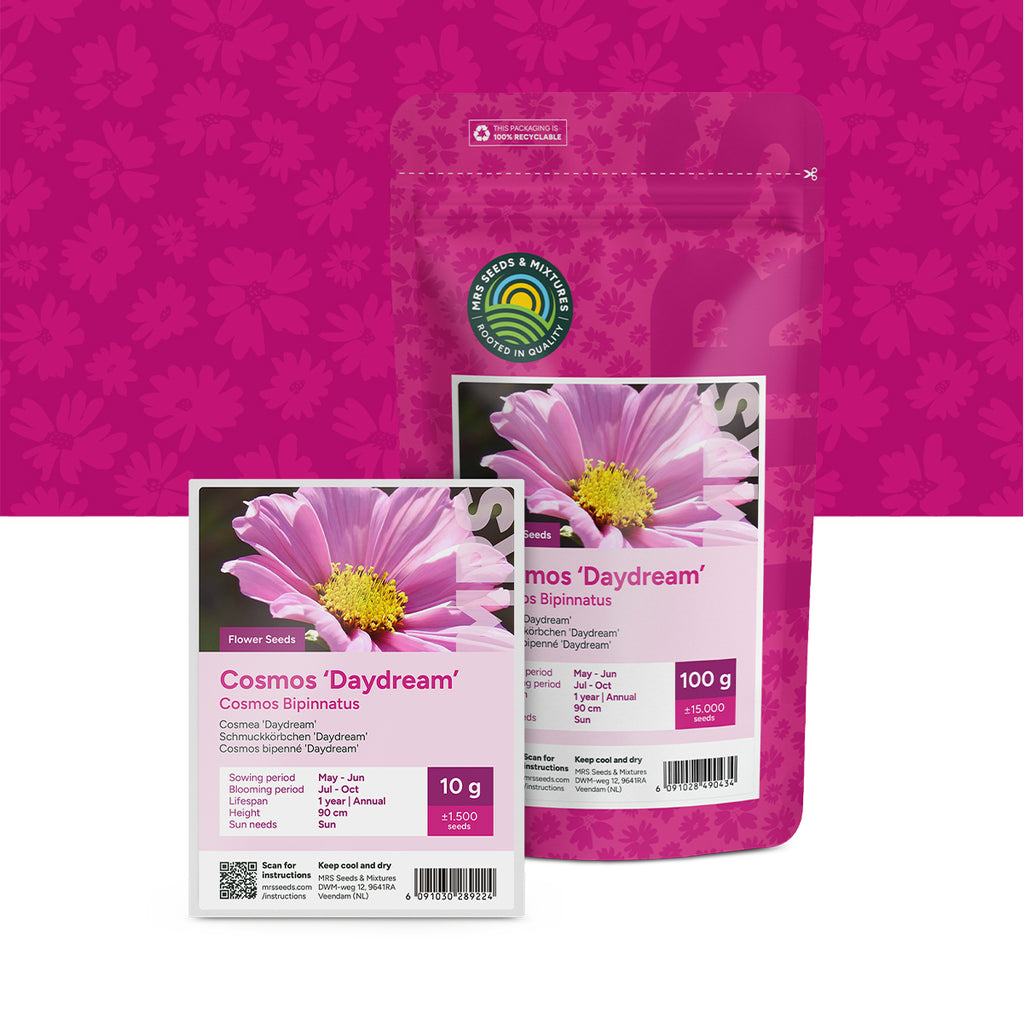 Cosmea 'Daydream' – Cosmos bipinnatus