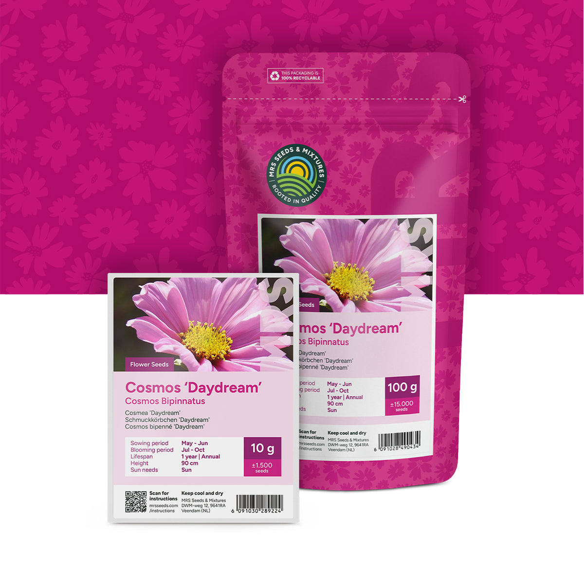 Cosmea 'Daydream' – Cosmos bipinnatus