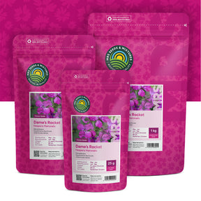 Damastbloem – Hesperis matronalis