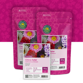 Dwerg Aster – Callistephus chinensis