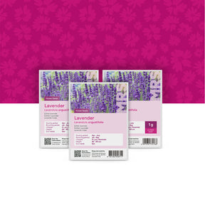 Echte Lavendel – Lavandula angustifolia