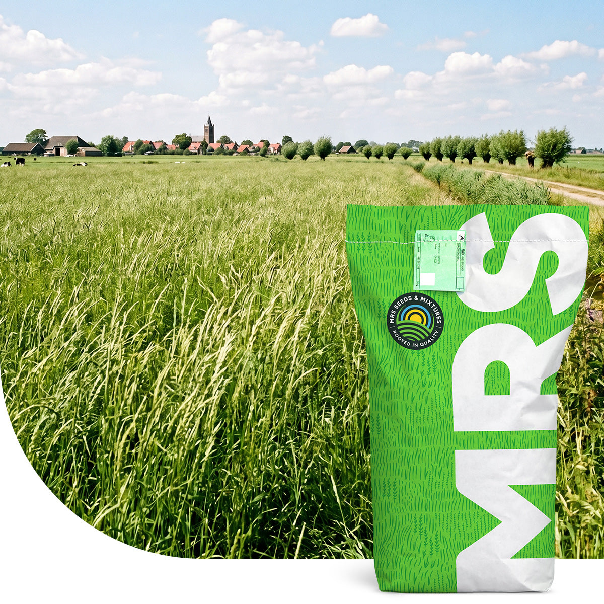 Engels raaigras – Lolium perenne (Weidetype)