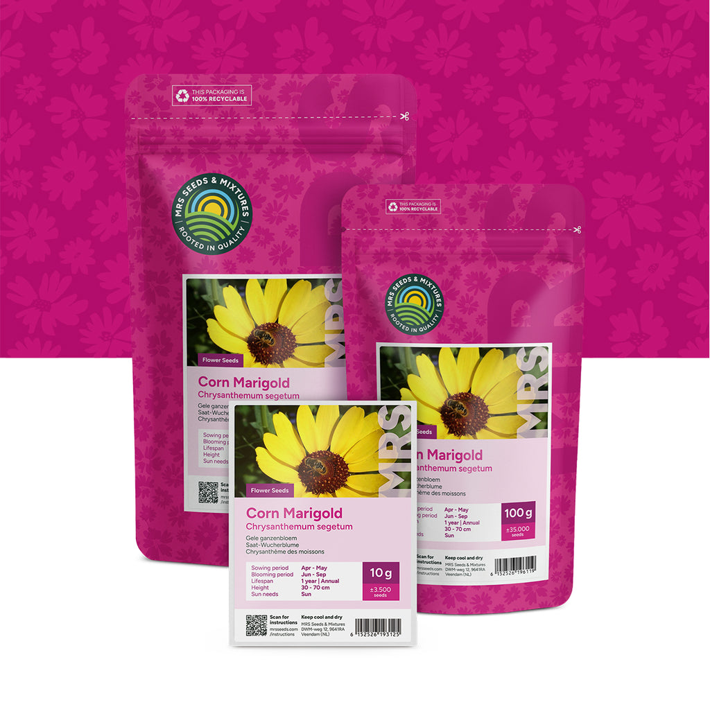 Gele Ganzenbloem – Chrysanthemum segetum