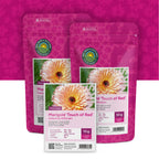 Goudsbloem 'Touch of Red' – Calendula