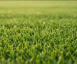 Graszaad