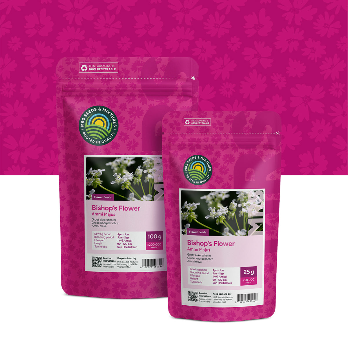Groot akkerscherm – Ammi majus
