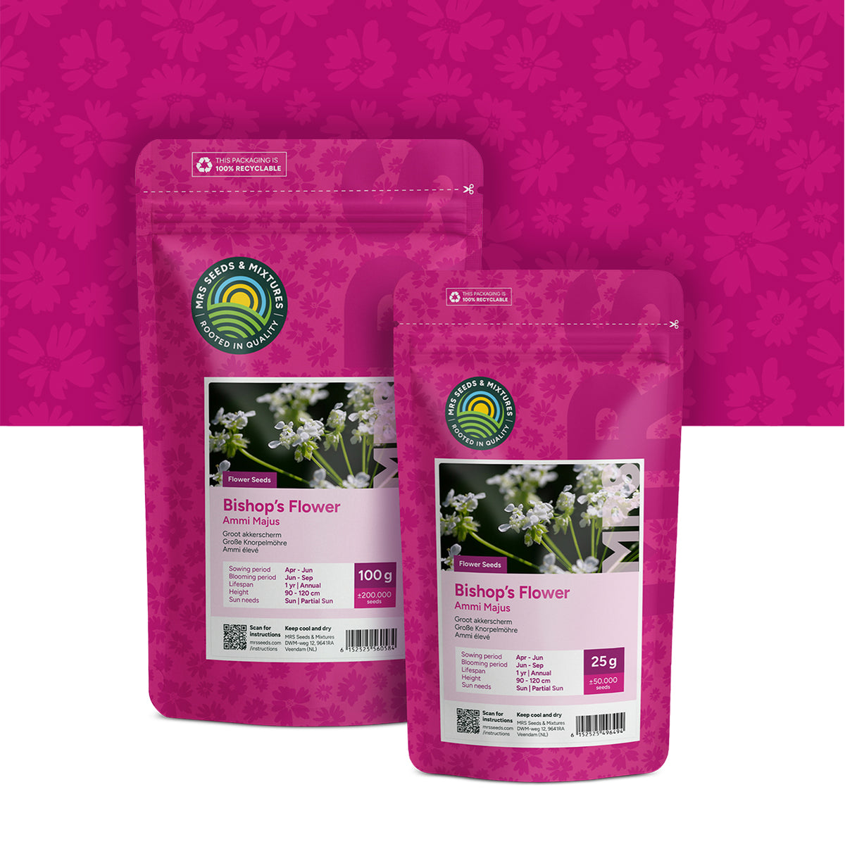 Groot akkerscherm – Ammi majus