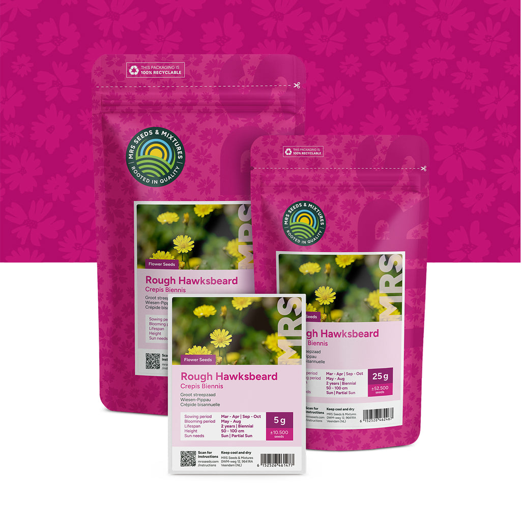 Groot streepzaad – Crepis biennis