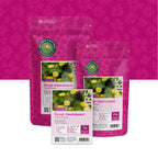Groot streepzaad – Crepis biennis