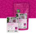 Grootbloemige Lavatera –  Lavatera trimestris