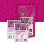 Grote Kattenstaart – Lythrum salicaria