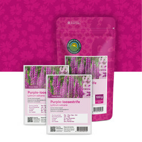 Grote Kattenstaart – Lythrum salicaria