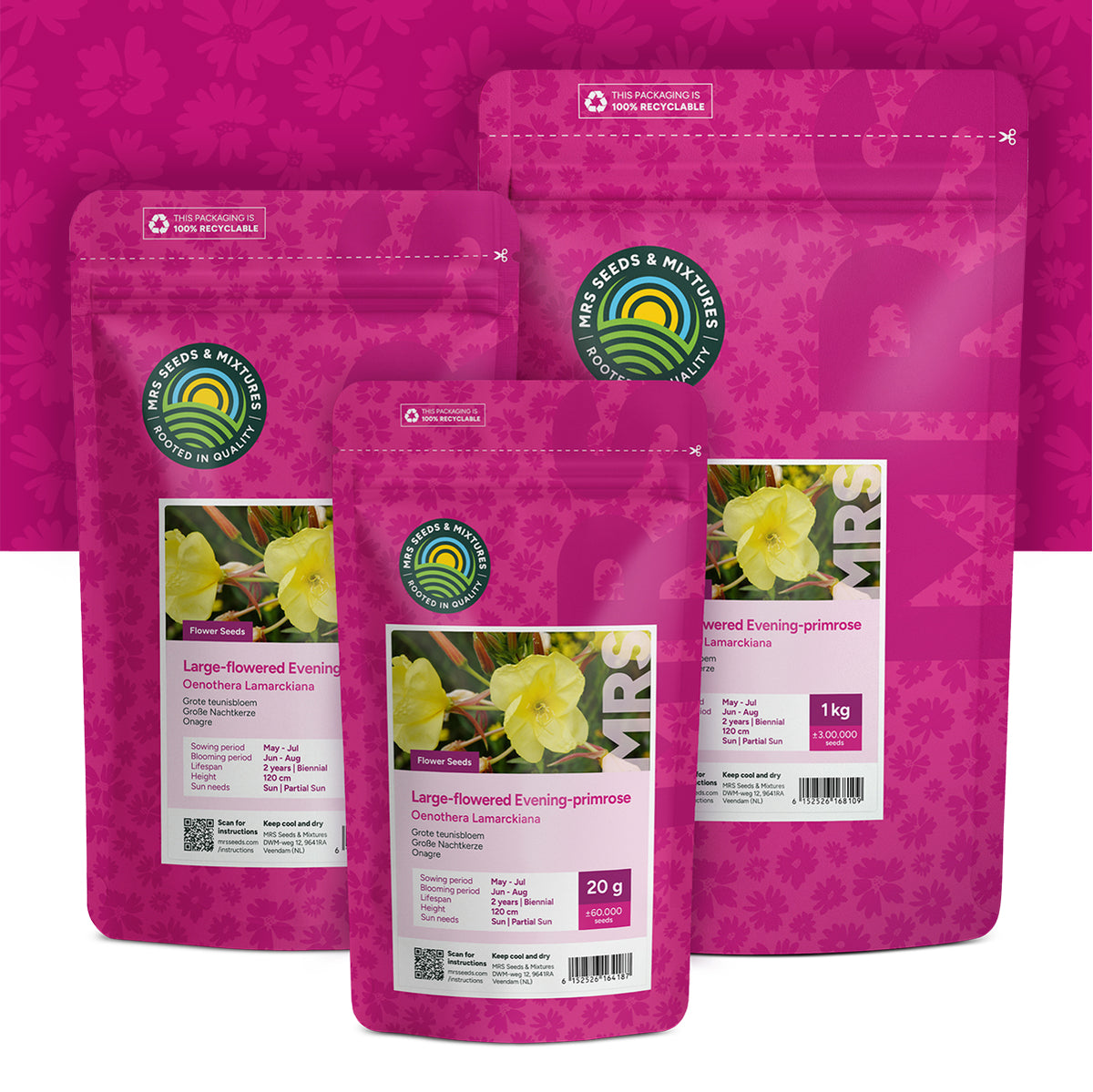 Grote Teunisbloem – Oenothera lamarckiana