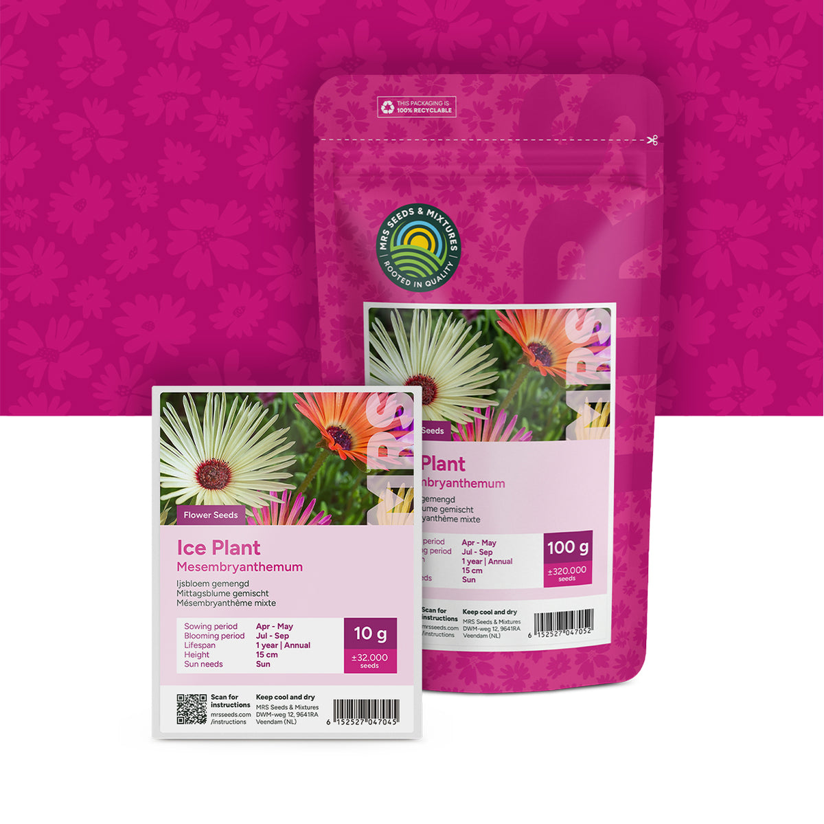IJsbloem – Mesembryanthemum
