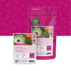 IJsbloem – Mesembryanthemum